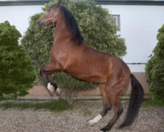 Pferd von Hipica Alisla 